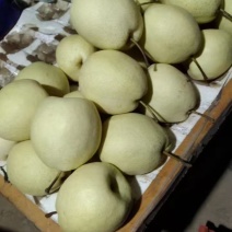自家冷库山西酥梨，特级优果，新鲜度高便宜处理，需要联系