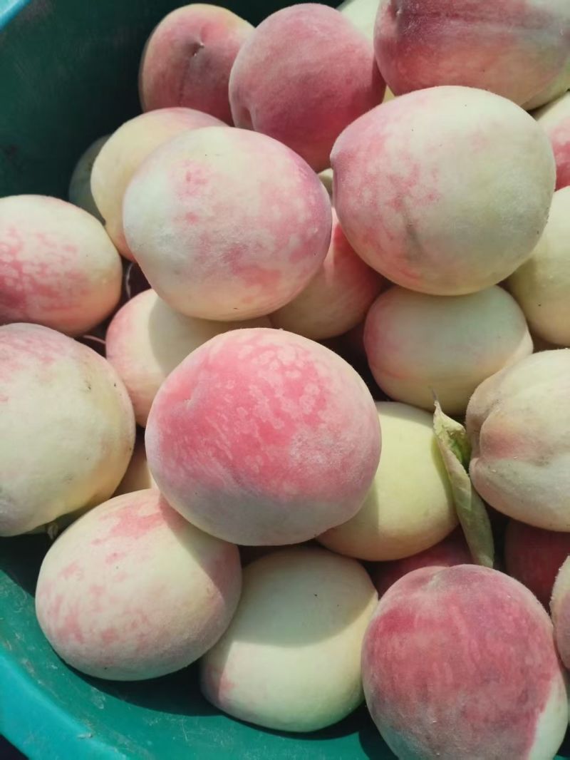 小白桃，白红粉水蜜桃，一件代发