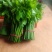 化州树仔菜