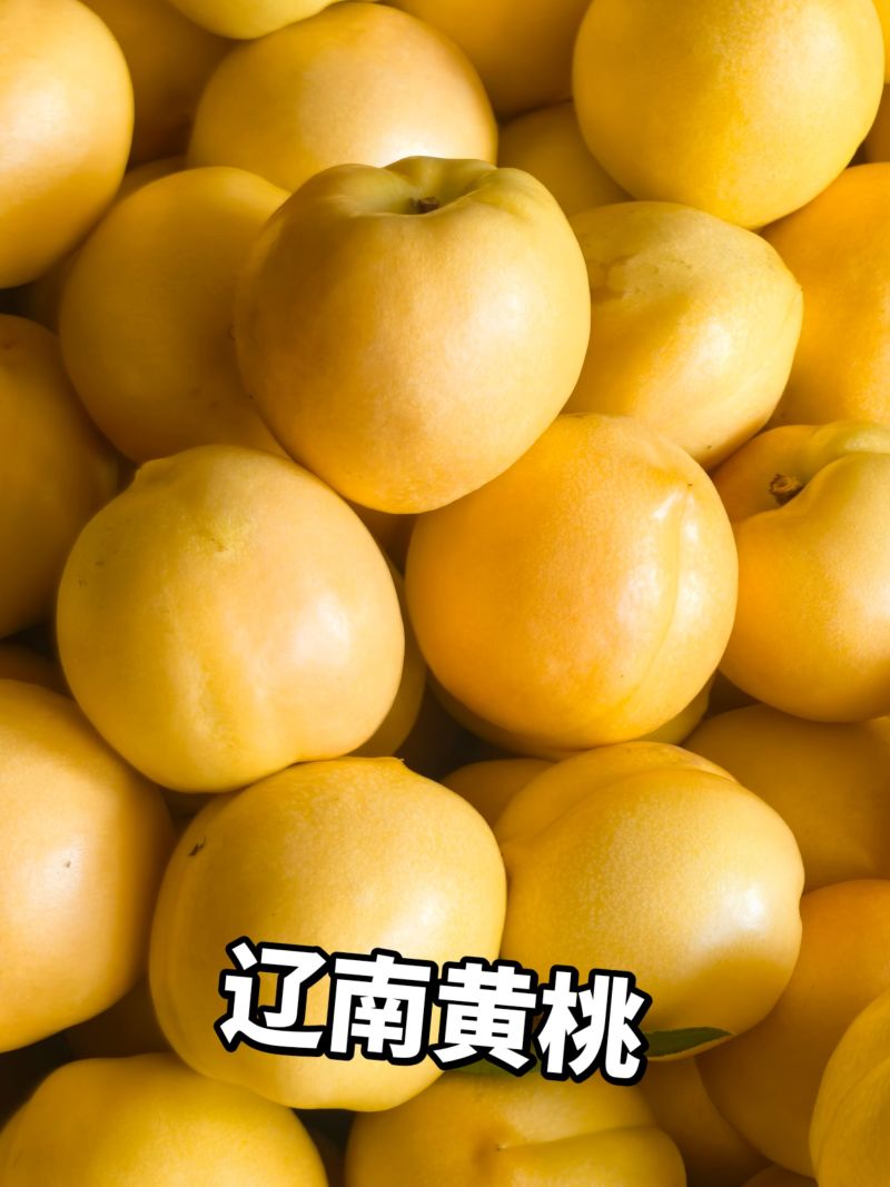 辽南黄桃