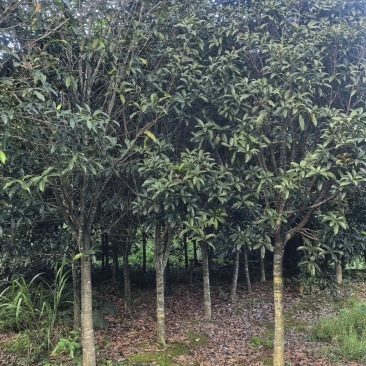 福建特产浦城丹桂8~9公分