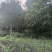 福建特产浦城丹桂8~9公分
