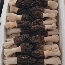羊肚菌鲜货