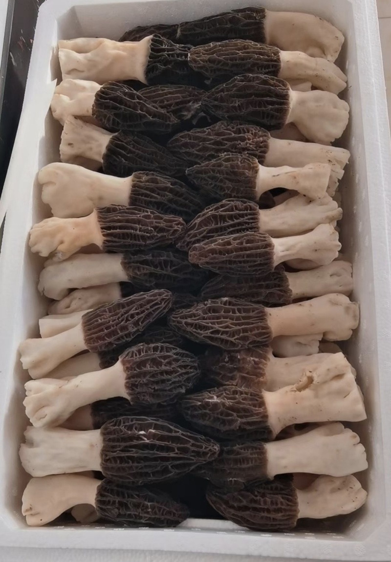 羊肚菌鲜货