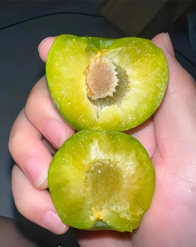 正宗贵州安顺六马四月李，青脆李，一件代发，批发，市场。