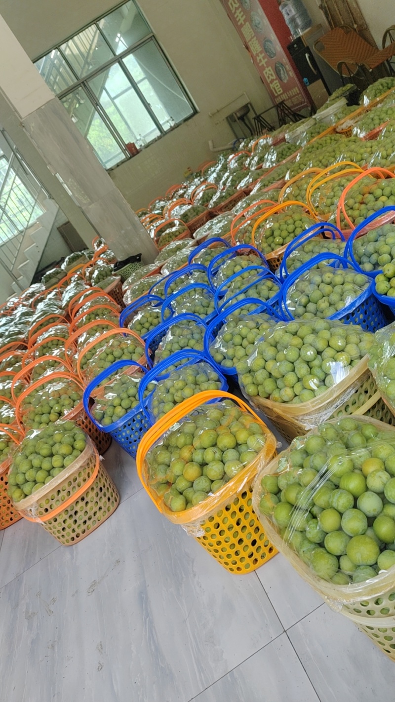 正宗贵州安顺六马四月李，青脆李，一件代发，批发，市场。