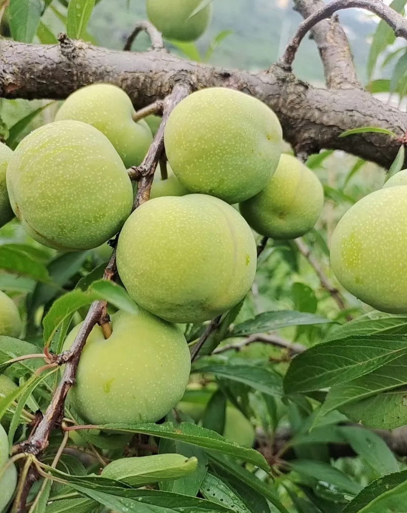 正宗贵州安顺六马四月李，青脆李，一件代发，批发，市场。