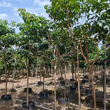 紫花绣球风铃木4-5公分。普宁苗木基地直供