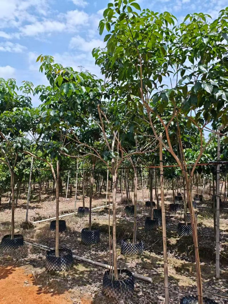 紫花绣球风铃木4-5公分。普宁苗木基地直供