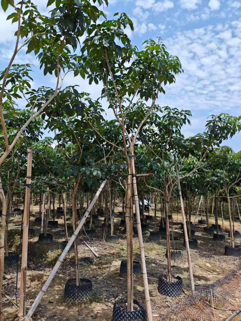 紫花绣球风铃木4-5公分。普宁苗木基地直供
