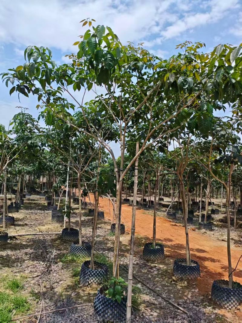 紫花绣球风铃木4-5公分。普宁苗木基地直供