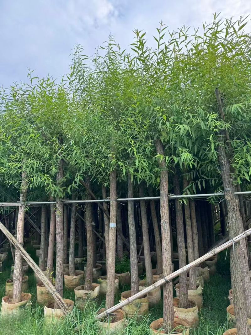 柳树8-10公分，