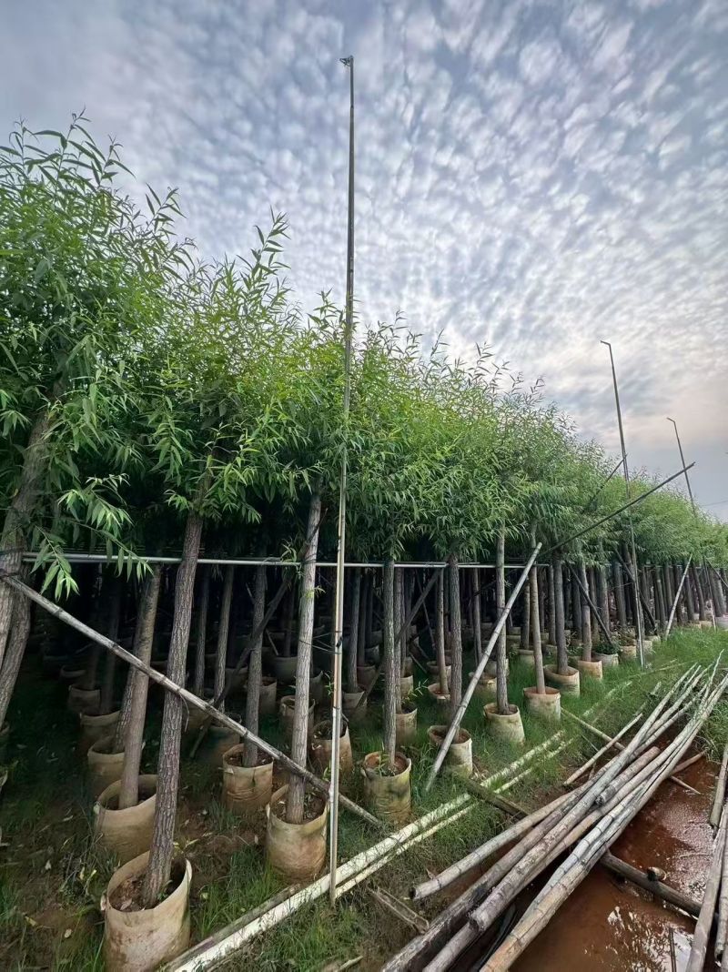 柳树8-10公分，
