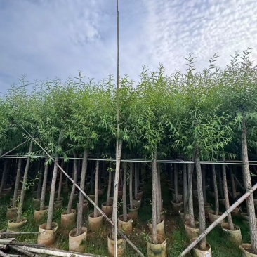 柳树8-10公分，