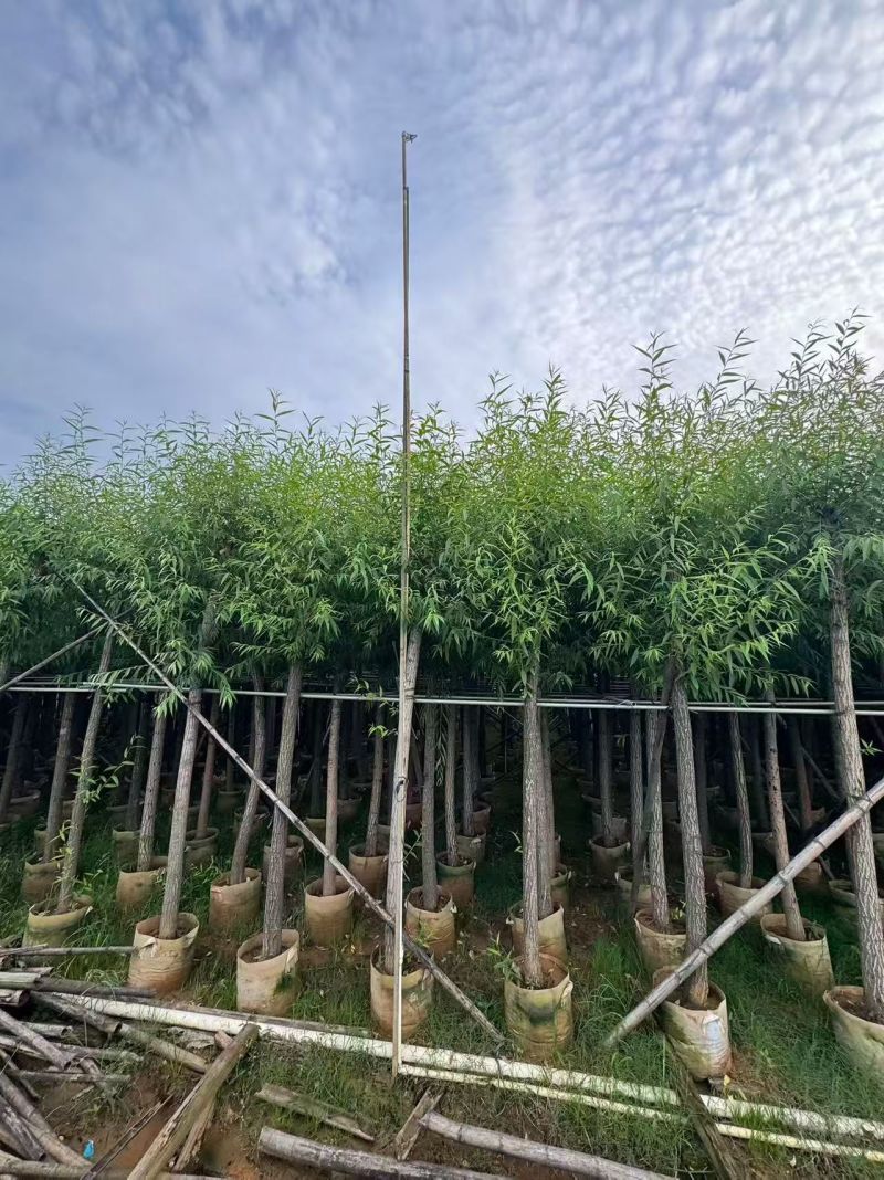 柳树8-10公分，