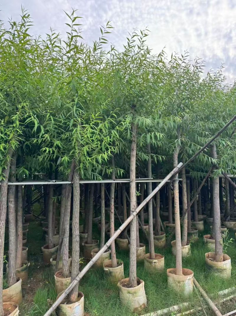 柳树8-10公分，