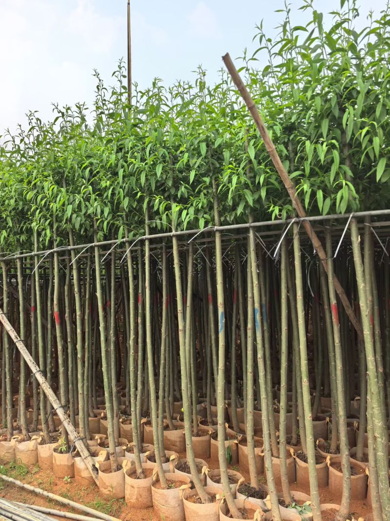 垂柳3-4公分，普宁苗木基地直供