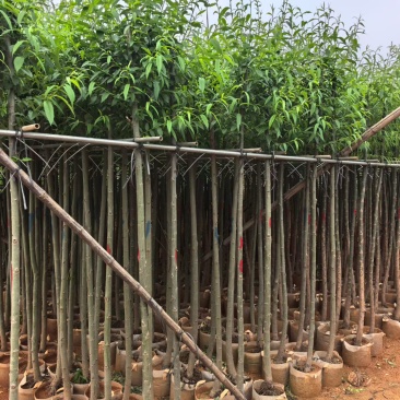 垂柳3-4公分，普宁苗木基地直供