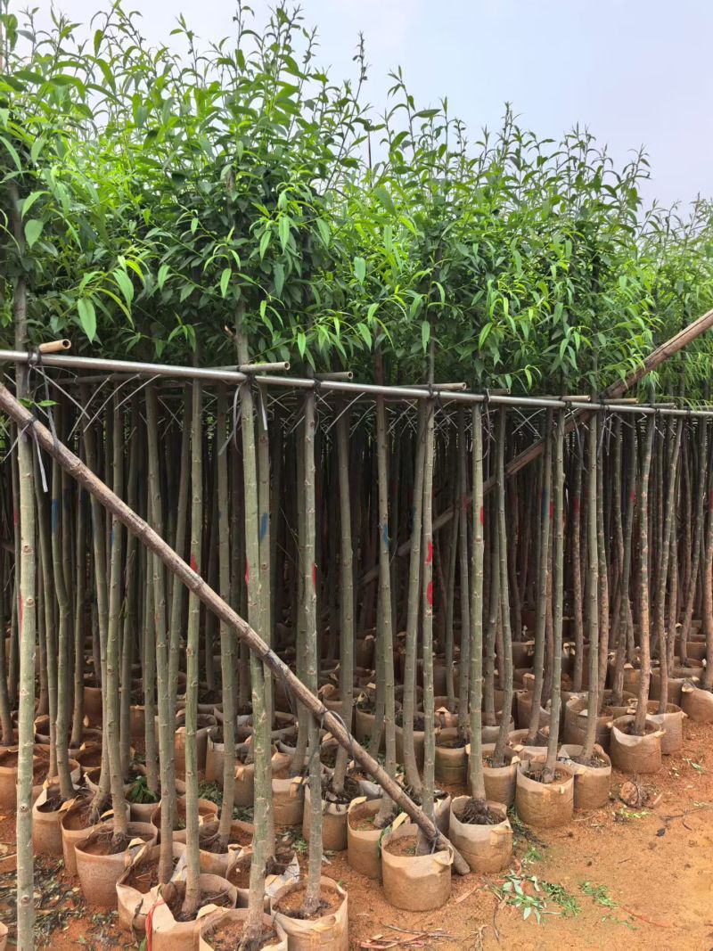 垂柳3-4公分，普宁苗木基地直供