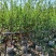 桃花5-6公分