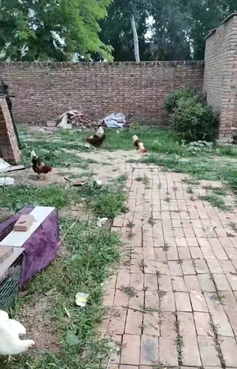 散养土鸡蛋