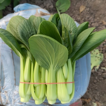 上海产地菜苔