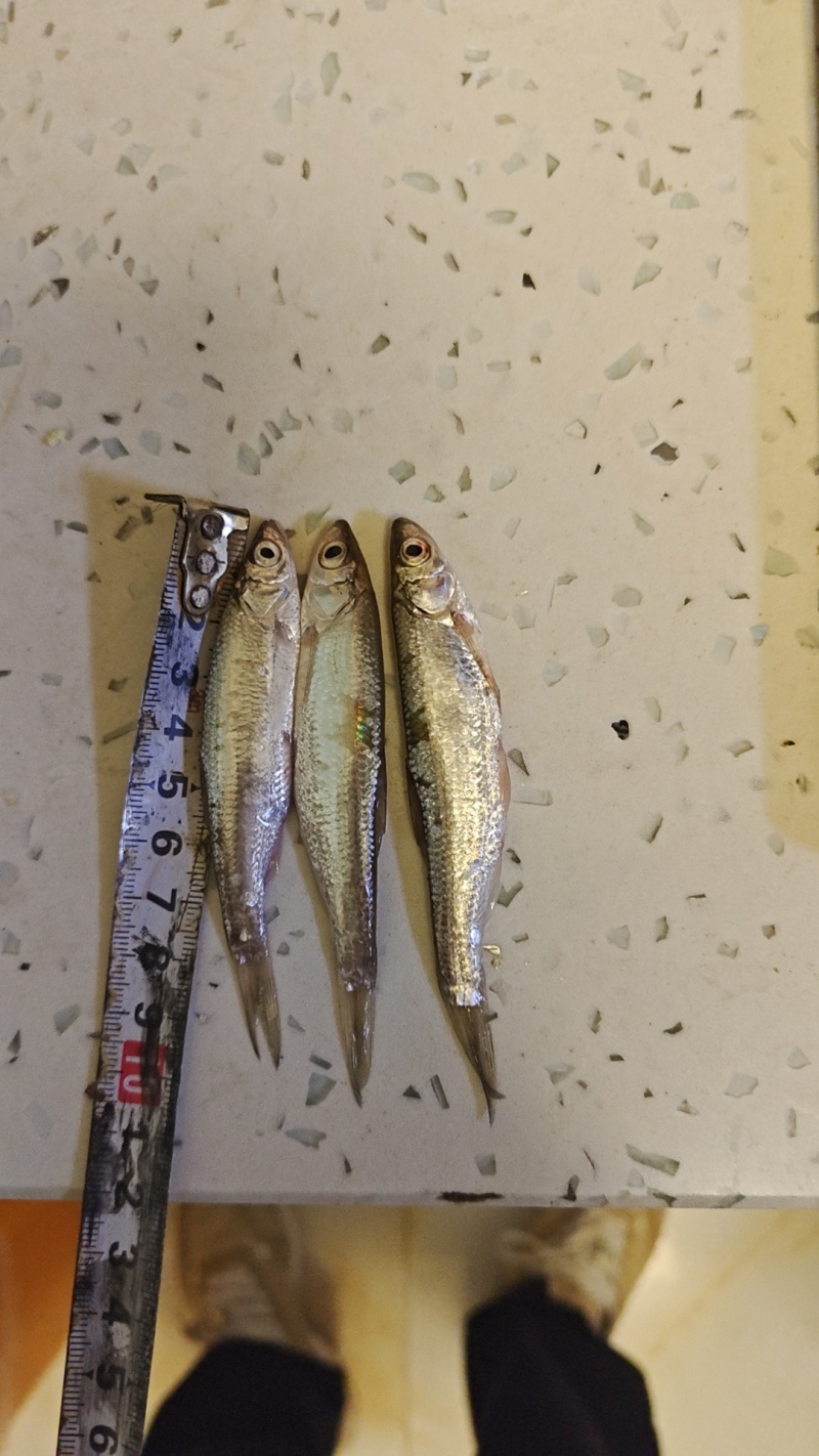 吉林白城通榆县，常年供应白条鱼、黄黝鱼，寻求加工商。