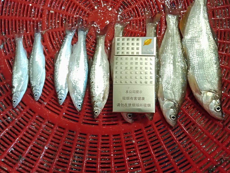 吉林白城通榆县，常年供应白条鱼、黄黝鱼，寻求加工商。