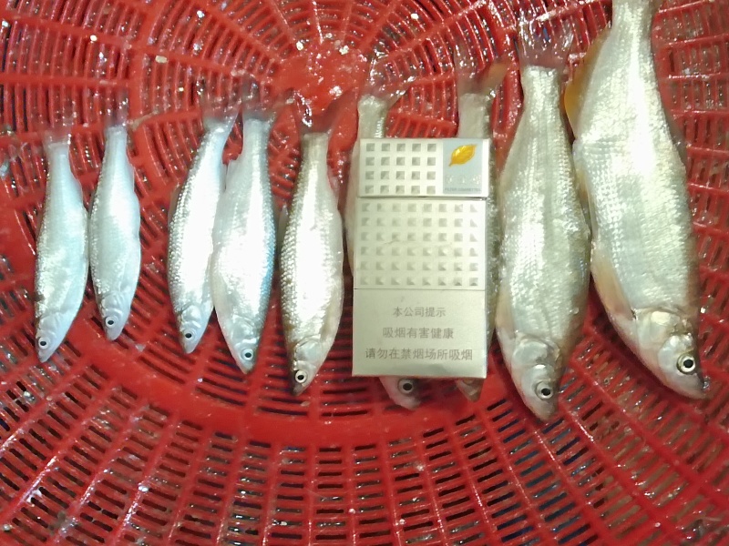 吉林白城通榆县，常年供应白条鱼、黄黝鱼，寻求加工商。