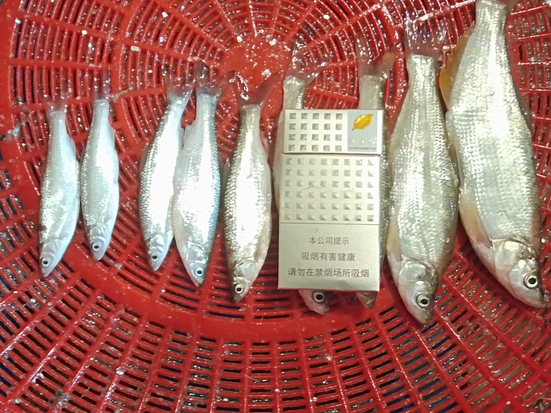 吉林白城通榆县，常年供应白条鱼、黄黝鱼，寻求加工商。