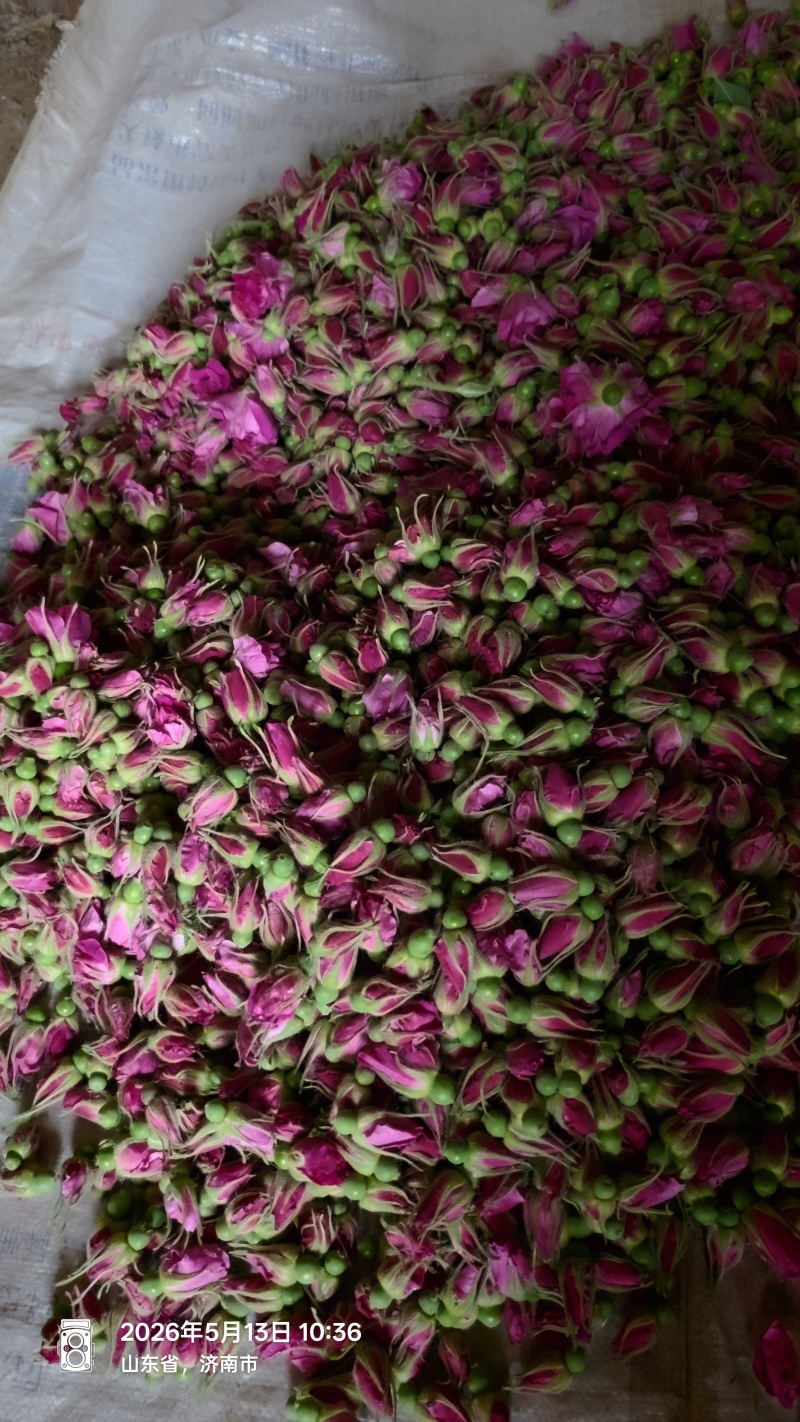 平阴县现摘现发新鲜玫瑰花骨朵