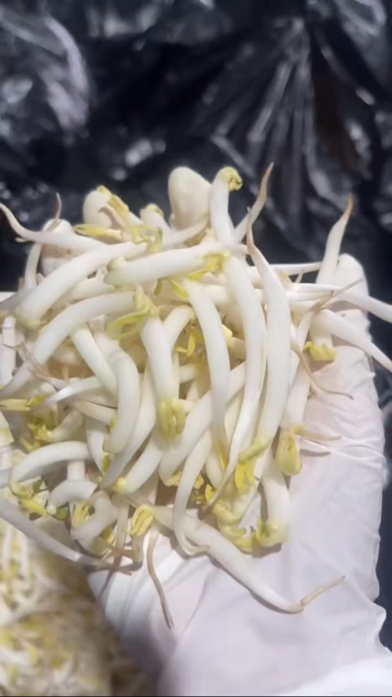 胖豆芽发全国