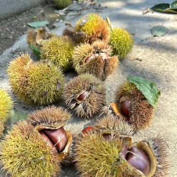 板栗壳
