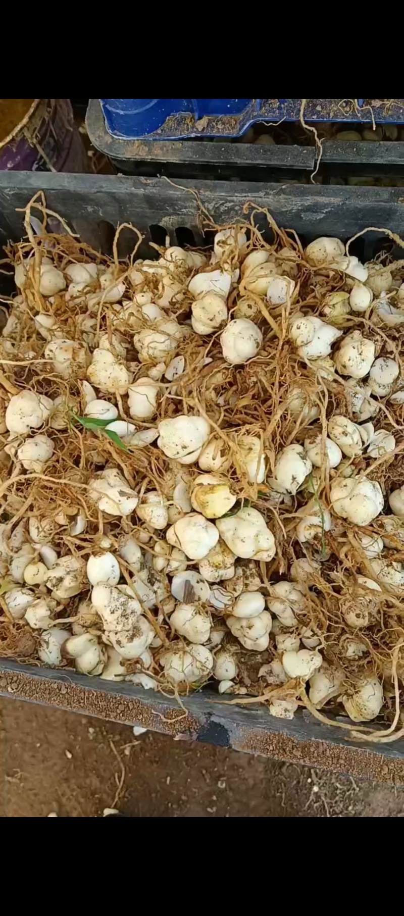 一斤50-100个