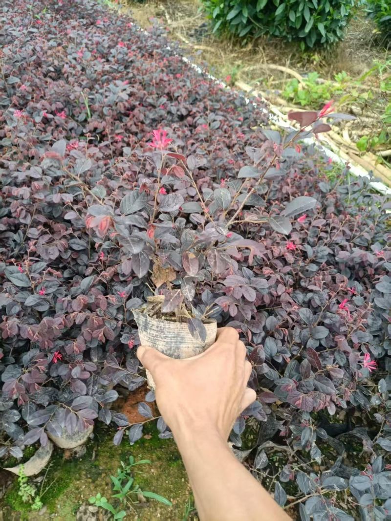 七斤红继木，低价出售