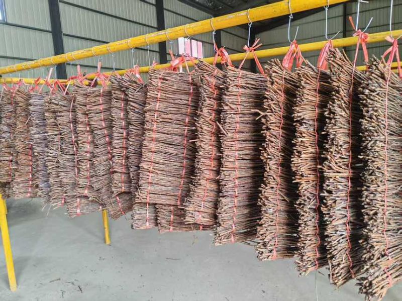 金蝉种苗、活蚁苗孵化基地，金蝉幼苗，成活率高，技术指导