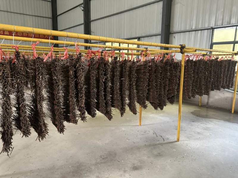 金蝉种苗、活蚁苗孵化基地金蝉活体幼苗成活率高技术指导