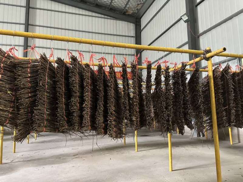 金蝉种苗、活蚁苗孵化基地金蝉活体幼苗成活率高技术指导