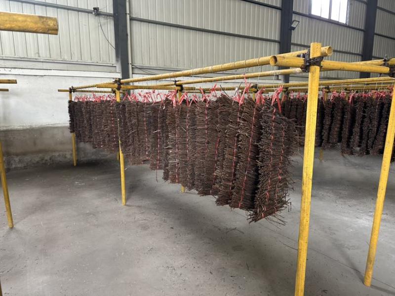 金蝉种苗、活蚁苗孵化基地金蝉活体幼苗成活率高技术指导