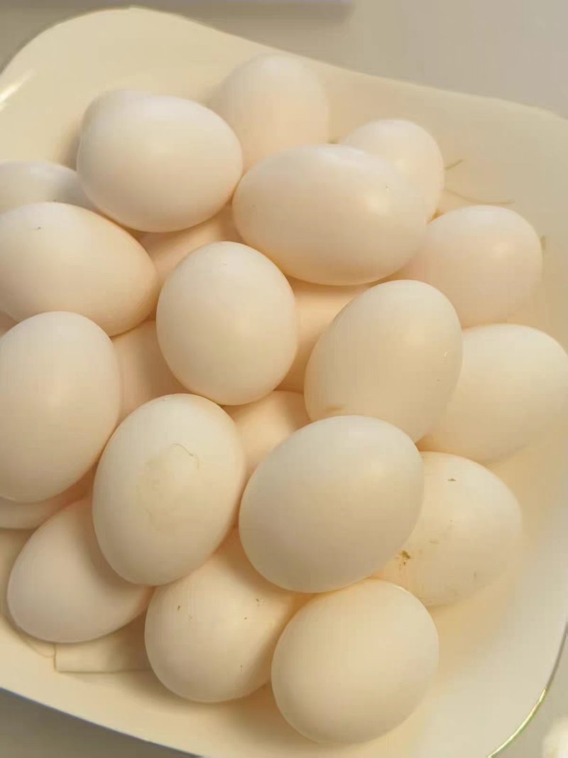 农产白鸽蛋