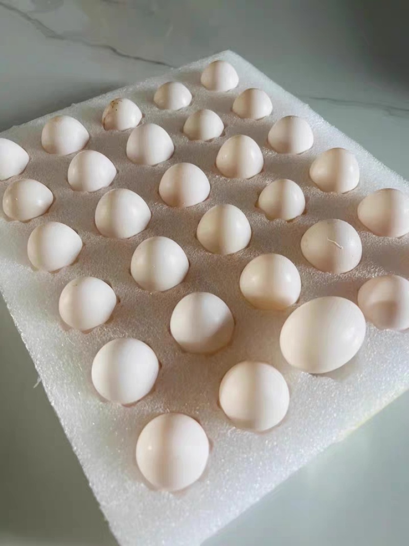 农产白鸽蛋