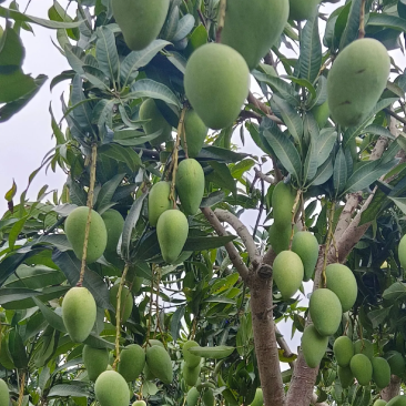 特级大台农
