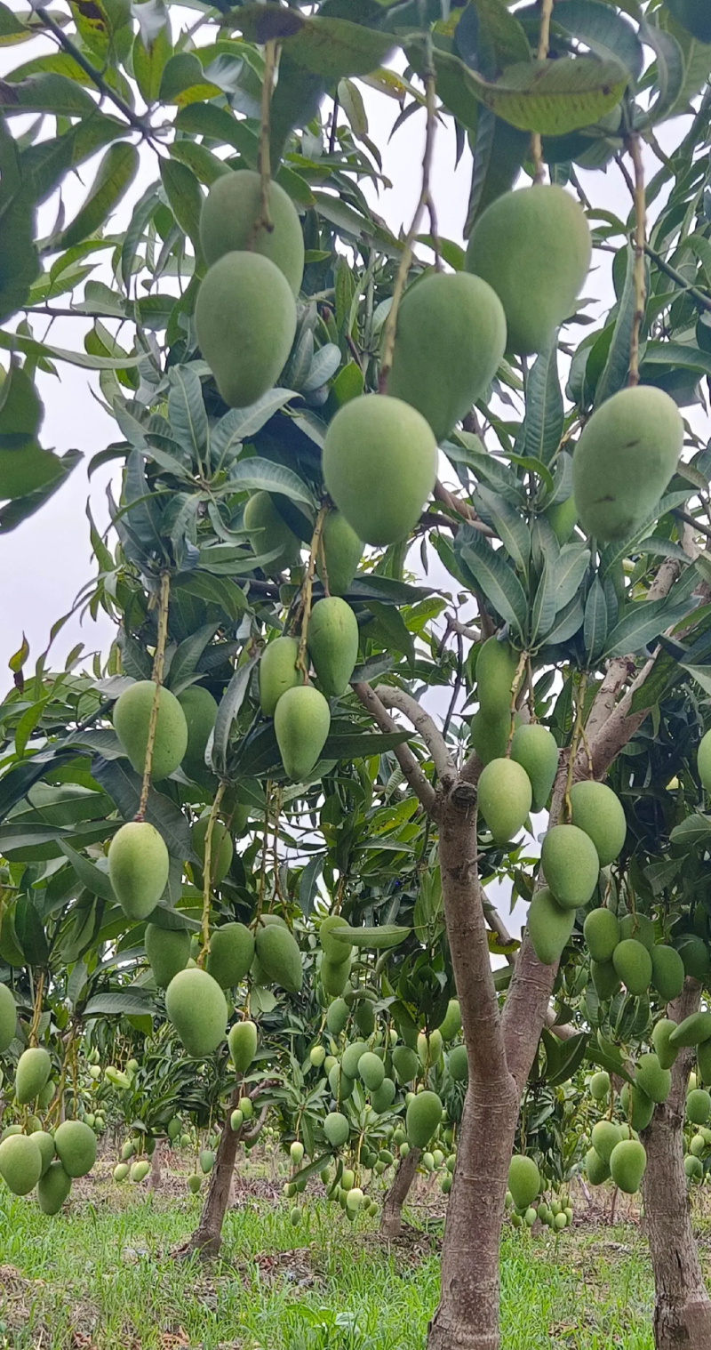 特级大台农