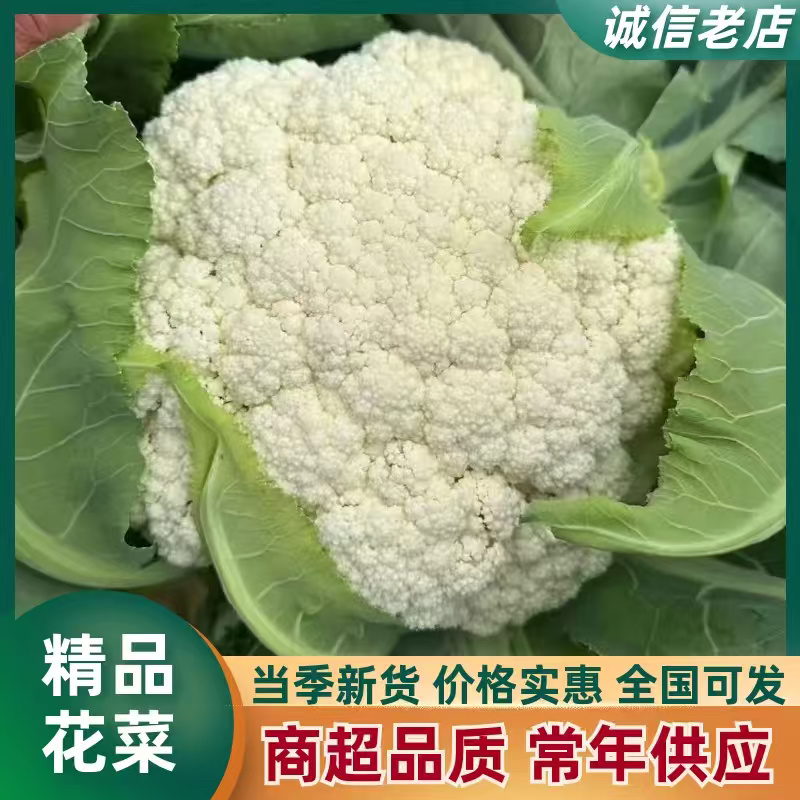 江苏徐州白面青梗小米白散花大量上市对接市场商超一手货！