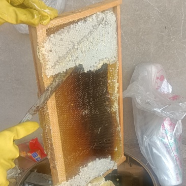 正宗蜂蜜