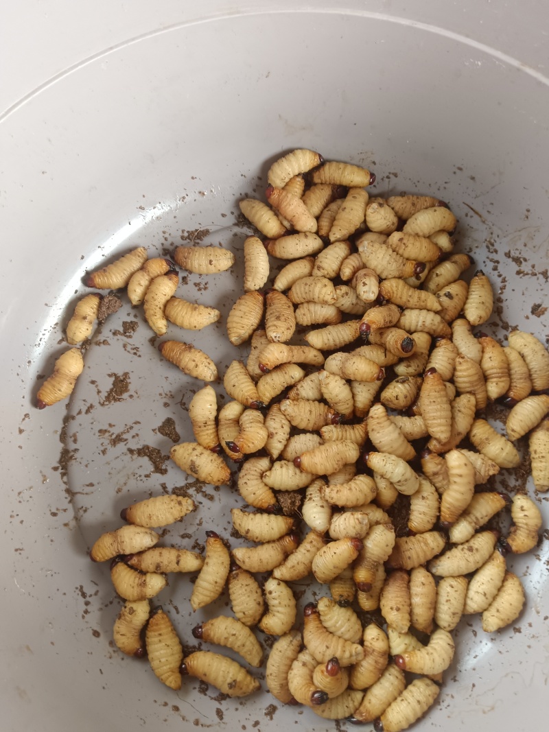 竹虫