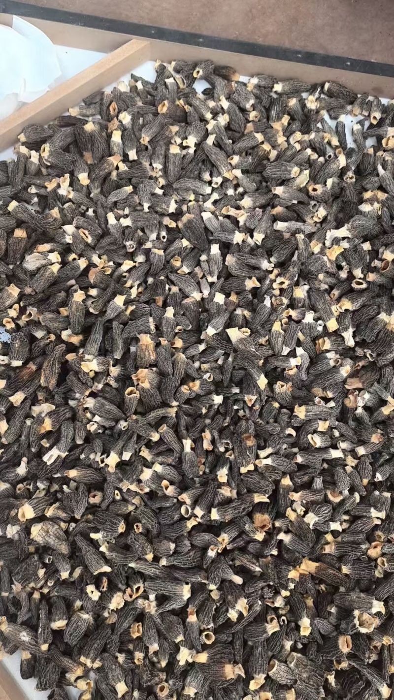 羊肚菌，第一产地销售，价格第一手，营养丰富，