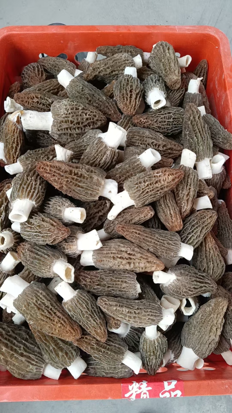 羊肚菌，第一产地销售，价格第一手，营养丰富，