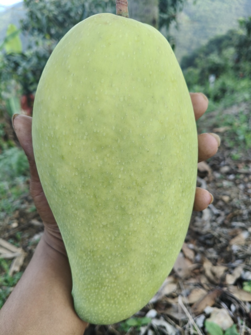 西双版纳大青芒，软糯多汁，热带本味