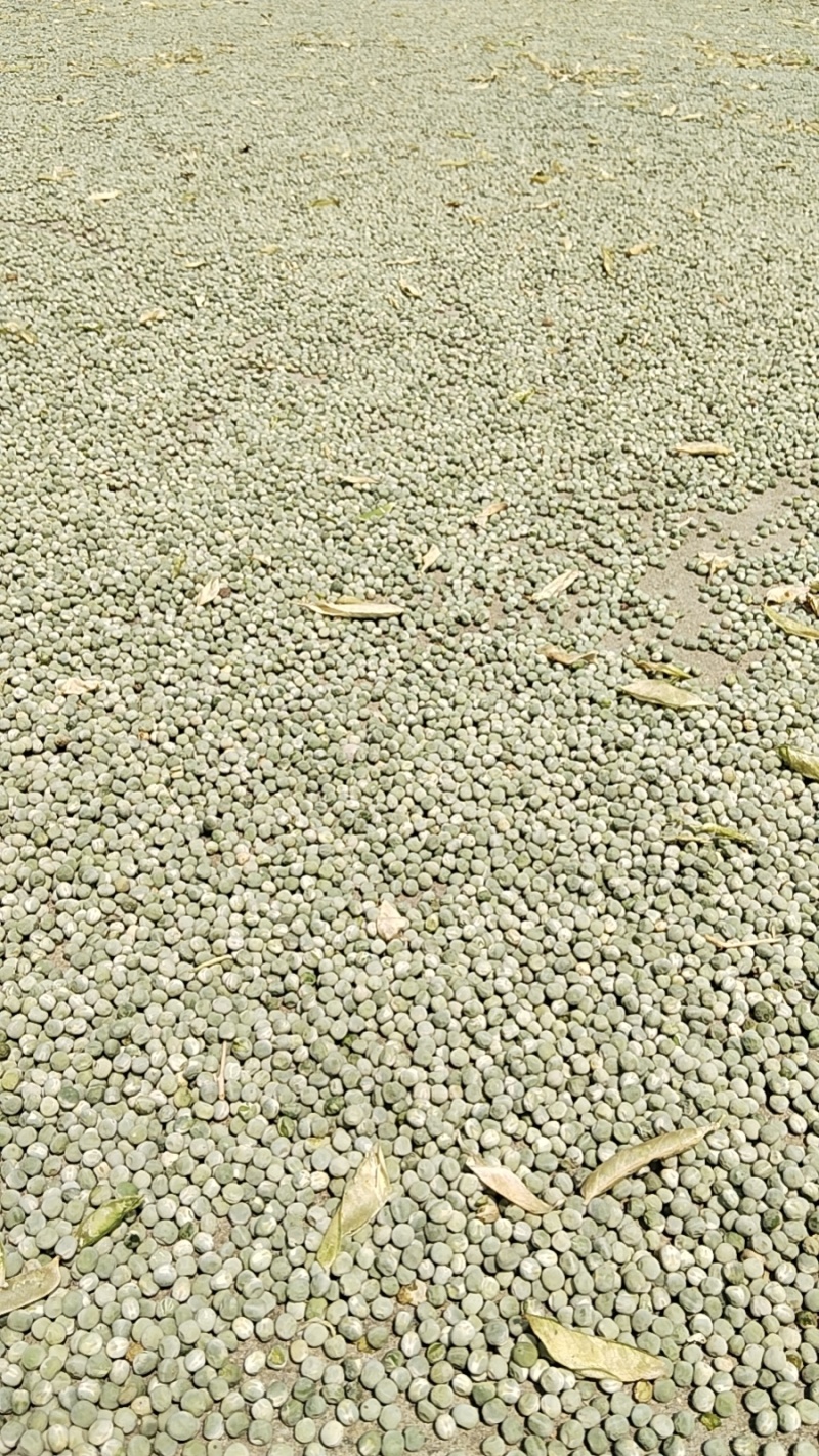 河南干豌豆子
